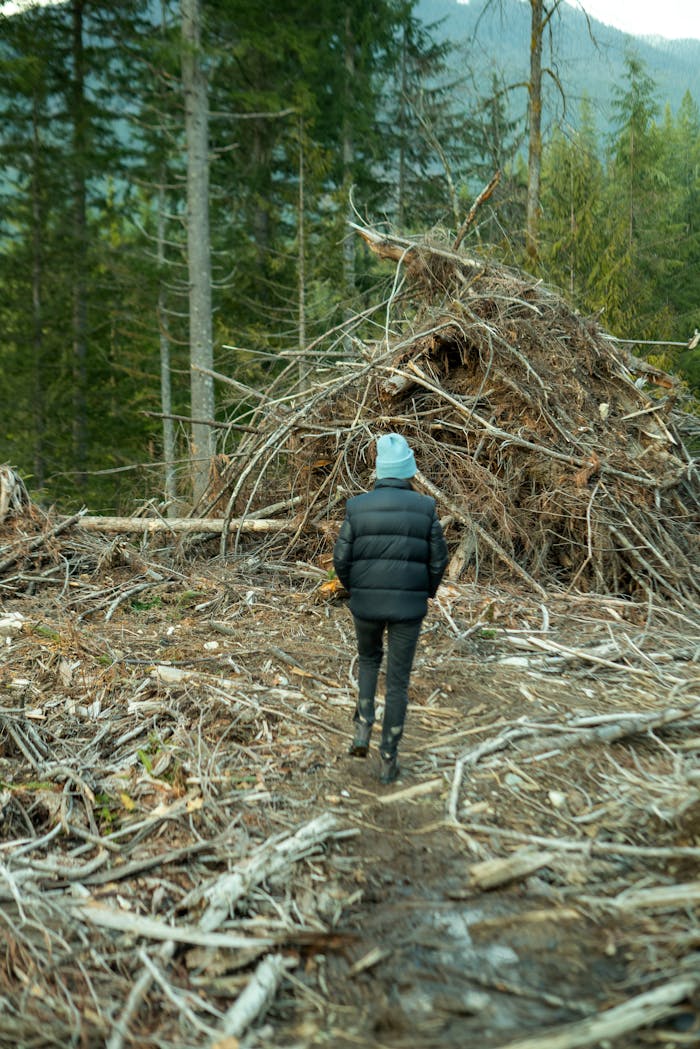 Mastering the First Impression: Your intriguing post title goes here A person walks alone through a deforested area in a coniferous forest under a cloudy sky.